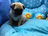 Pug Mops