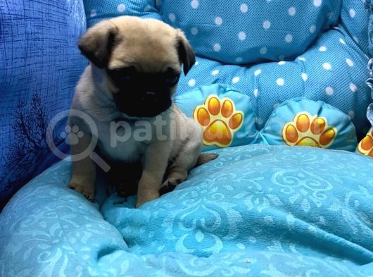 Pug Mops görsel