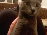 6 Aylık Russian Blue