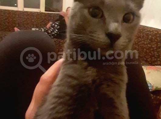 6 Aylık Russian Blue görsel