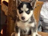 Sibirya Kurdu (Husky)