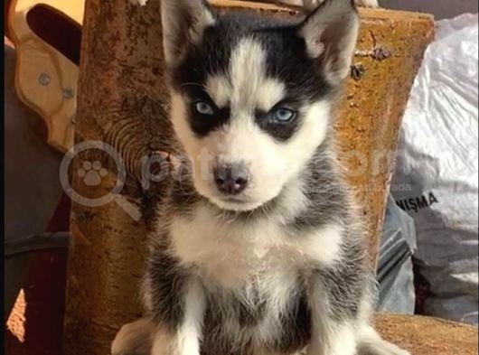 Sibirya Kurdu (Husky) görsel