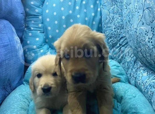 Golden Retriver Yavrular