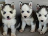 Sibirya Kurdu (Husky)