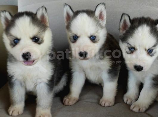 Sibirya Kurdu (Husky) görsel