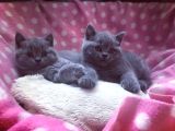 British Shorthair Yavruları
