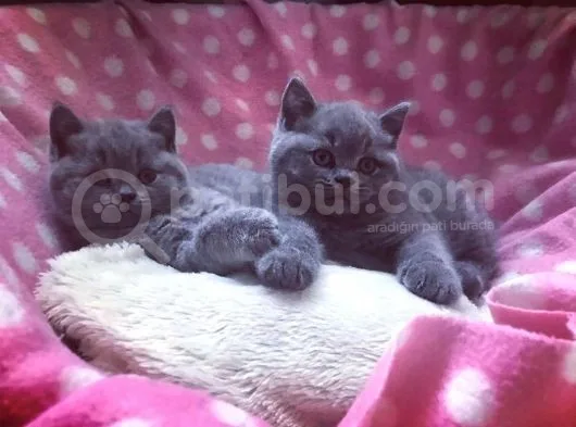 British Shorthair Yavruları