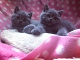 British Shorthair Yavruları