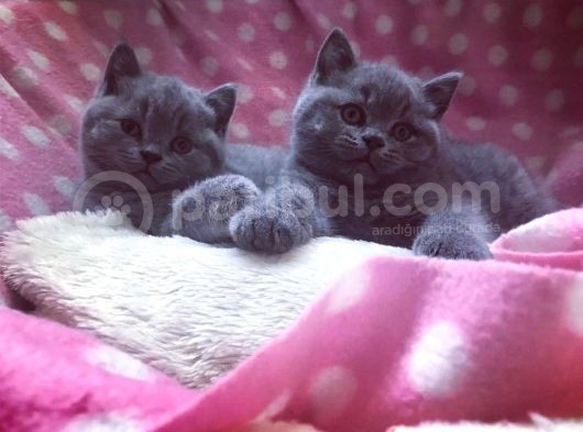 British Shorthair Yavruları görsel