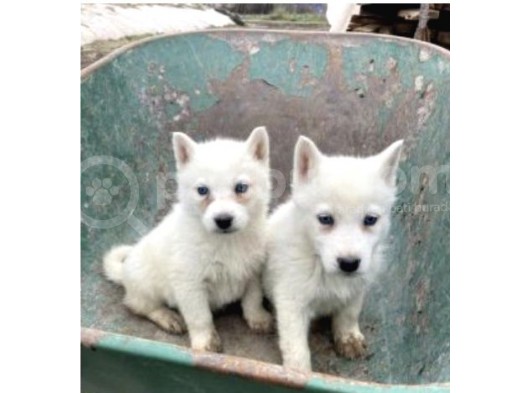 Sibirya Kurdu (Husky) görsel
