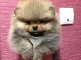 Pomeranian Boo Yavruları