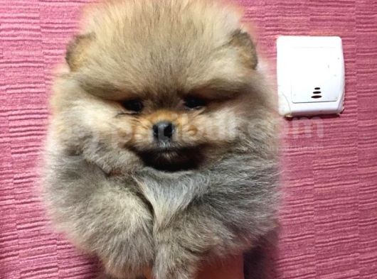 Pomeranian Boo Yavruları görsel