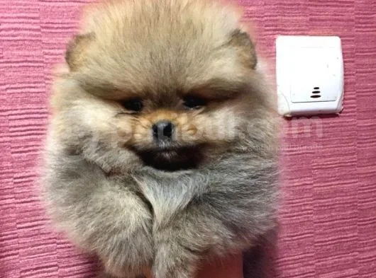 Pomeranian Boo Yavruları