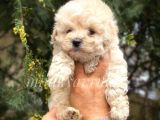 İrk Ve Saglik Garantili Disi Maltipoo Yavrumuz