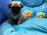 Pug Mops