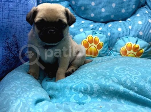 Pug Mops görsel