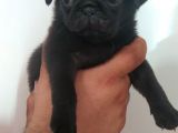 Pug Mops