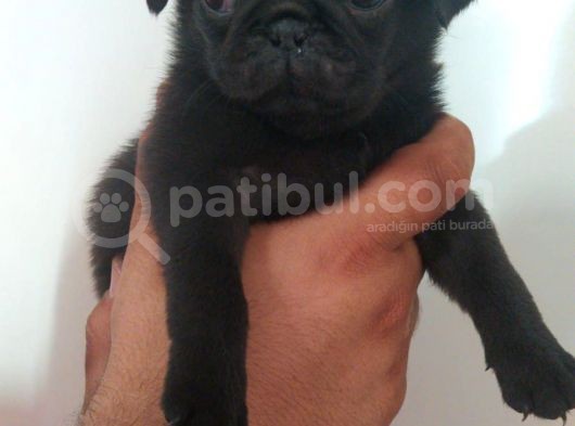 Pug Mops görsel