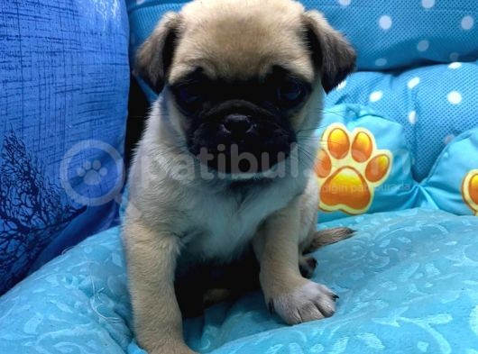 Pug Mops görsel