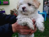Maltipoo Yavrular