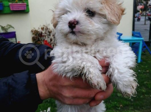 Maltipoo Yavrular görsel