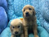 Golden Retriver Yavrular
