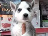 Sibirya Kurdu (Husky)