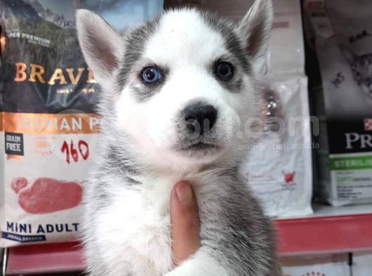 Sibirya Kurdu (Husky) görsel