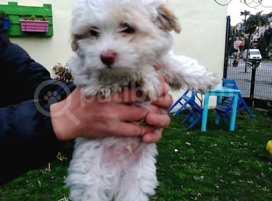 Maltipoo Yavrular görsel