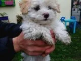 Maltipoo Yavrular