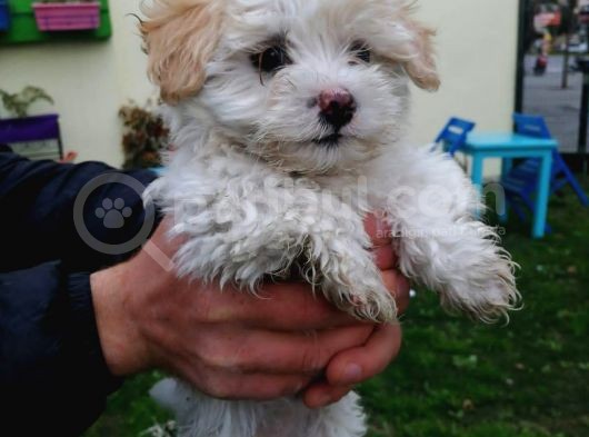 Maltipoo Yavrular görsel