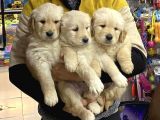 Golden Retriver Yavrular