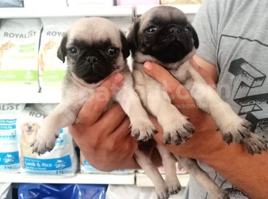 Pug Mops görsel