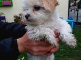 Maltipoo Yavrular