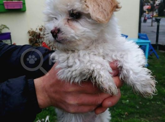 Maltipoo Yavrular görsel