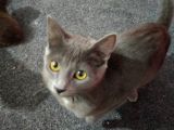 Uysal Russian Blue