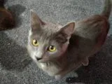 Uysal Russian Blue