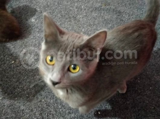 Uysal Russian Blue görsel