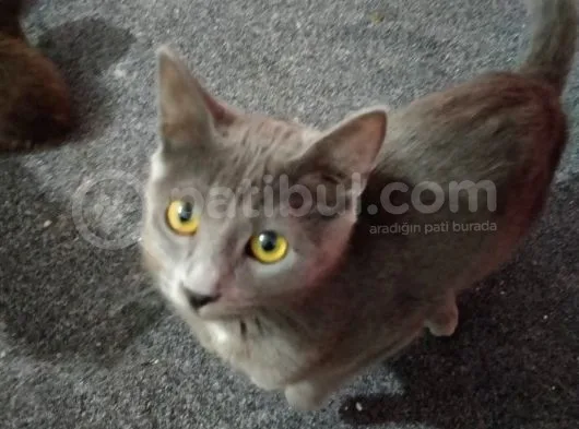 Uysal Russian Blue