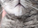 Bursa Yıldırım British Shorthair Kedi