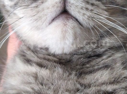 Bursa Yıldırım British Shorthair Kedi görsel