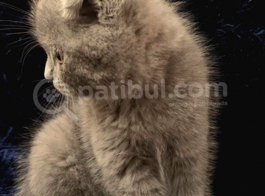 Fold Erkek Gri̇ Yavru görsel