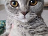 Bursa Yıldırım British Shorthair Kedi