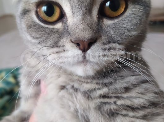Bursa Yıldırım British Shorthair Kedi görsel