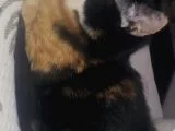 Kaliko Kadife Ve Arap Kömür