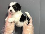 Muhteşem Kalite Teacup Morkie