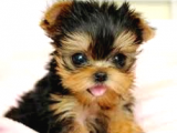 1 Ay Sonra Doğacak Olan Sıfır Numara Yorkshire Terrier Bebeğimiz