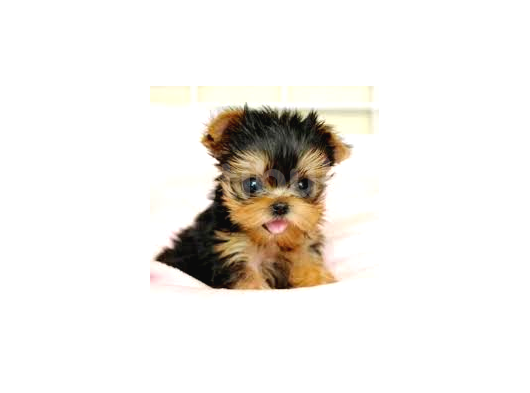 1 Ay Sonra Doğacak Olan Sıfır Numara Yorkshire Terrier Bebeğimiz