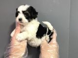 Muhteşem Kalite Teacup Morkie