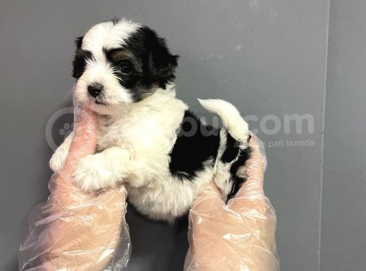 Muhteşem Kalite Teacup Morkie görsel